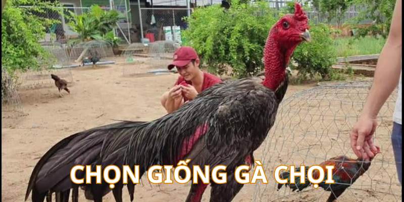 Chọn gà chọi tốt trước khi nuôi là bước cơ bản đầu tiên